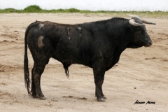 Aitor Fernández (8)