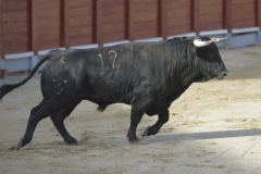 2023-10-21-Festival-T.-Chinchon-7945