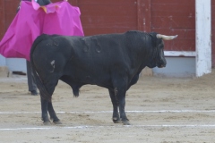 2023-10-21-Festival-T.-Chinchon-8502