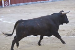 2023-10-21-Festival-T.-Chinchon-8741