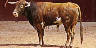 Barberito, un excelente Ibán premiado con la vuelta al ruedo en el arrastre